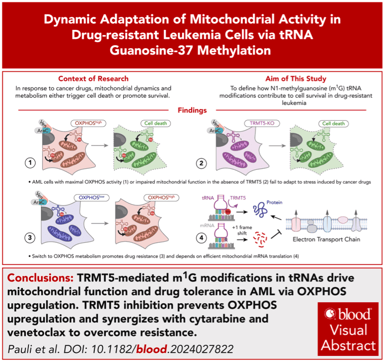 Fig. 1: MDEs in patients with smoldering multiple myeloma according to high, low/intermediate or unknown risk status.